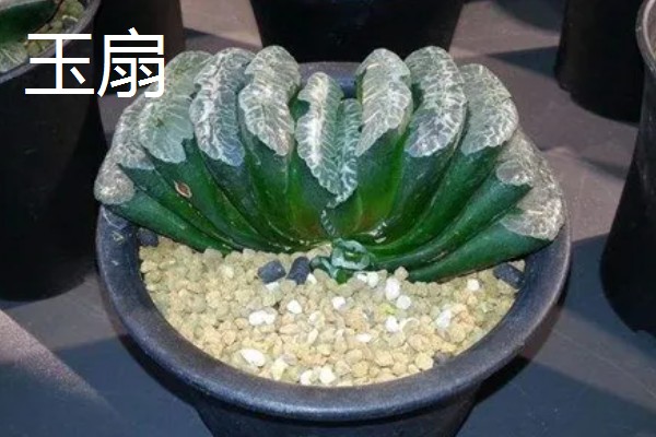 有哪些怕晒的多肉，推荐玉露、玉扇等