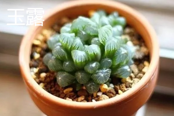 有哪些怕晒的多肉，推荐玉露、玉扇等