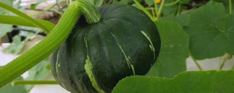 怎么种植南瓜，出苗后要搭架