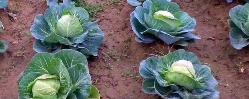 包菜的种植技术，适宜的生长温度是20到28℃