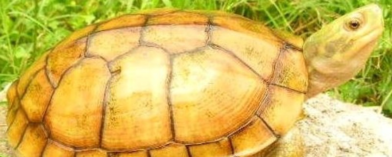 石板龟的简介，学名叫做黄喉拟水龟