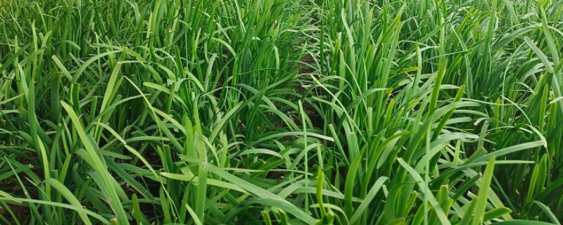 韭菜施肥技术，基肥选择腐熟厩肥