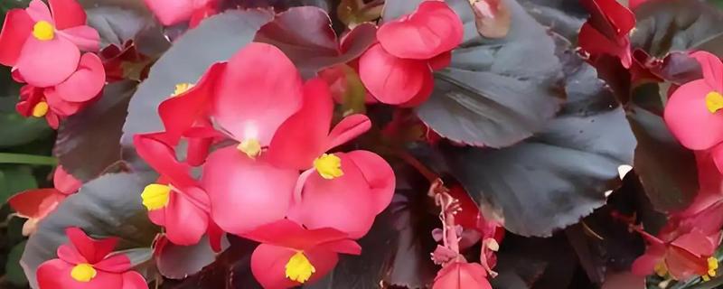 哪些木本花卉四季都能开放，常见小木槿、扶桑花等品种