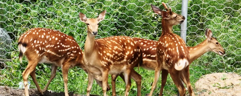 鹿有没有角，大多是雄性有角