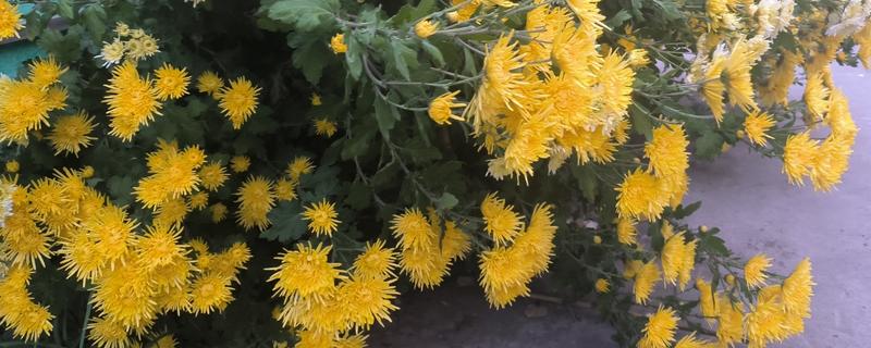 不能随便送人的花卉，菊花、彼岸花等品种不可随意赠送