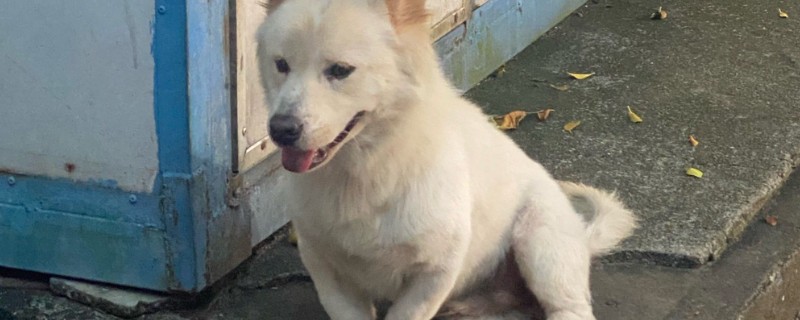 狗狗每年都要打狂犬疫苗吗，需要每年接种狂犬疫苗