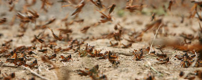 蝗虫对农作物的危害，会将大面积植物的叶片吃完