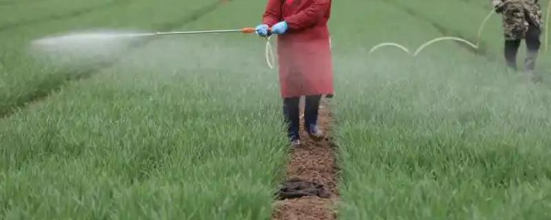 冬季农药使用注意事项，喷药时要注意气候变化