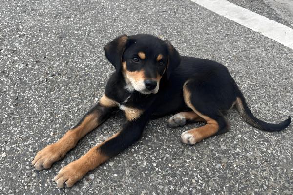 狗狗为什么每天早上叫，可能是感到饥饿或者想要排泄