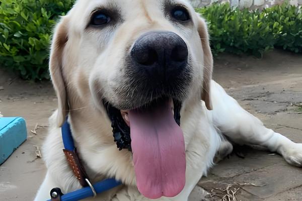 狗狗为什么每天早上叫，可能是感到饥饿或者想要排泄