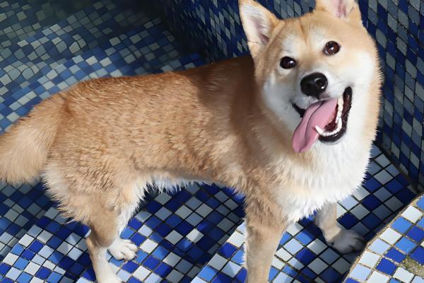 狗狗为什么每天早上叫，可能是感到饥饿或者想要排泄