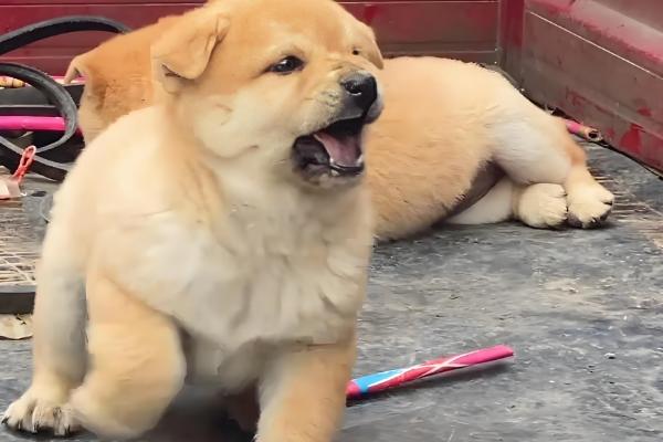 狗狗为什么每天早上叫，可能是感到饥饿或者想要排泄