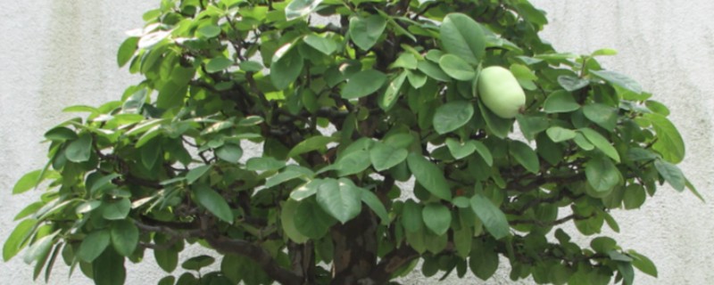 木瓜的种植方法，可以在春季或冬季进行