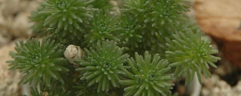 多肉球松怎么养殖，每隔1个月追肥一次