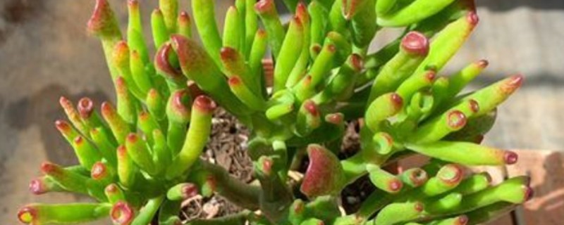 筒叶花月如何繁殖，砍头是最简单快捷的方式