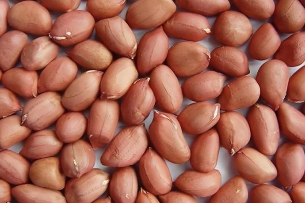 花生的品种,可以从籽粒和生长周期来区分