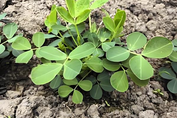 花生的品种,可以从籽粒和生长周期来区分