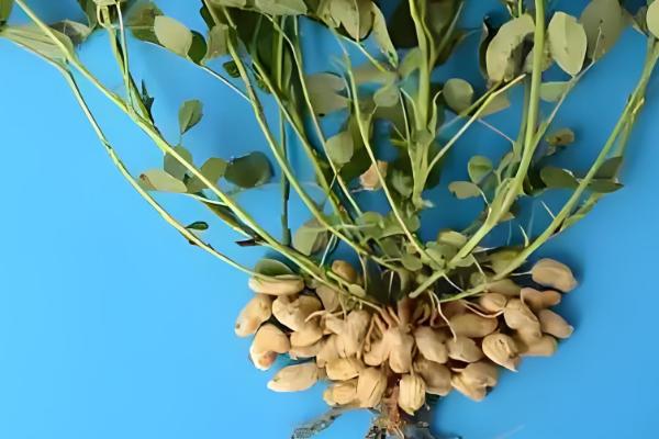 花生的品种,可以从籽粒和生长周期来区分