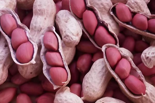 花生的品种,可以从籽粒和生长周期来区分