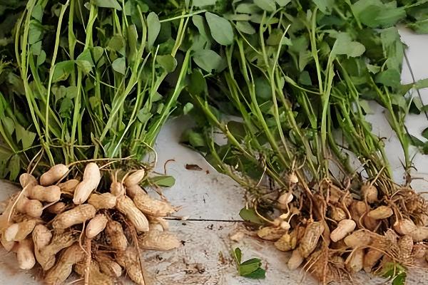 花生的品种,可以从籽粒和生长周期来区分