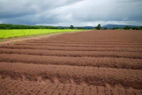 长豆角的种植方法,可以穴播也可以撒播