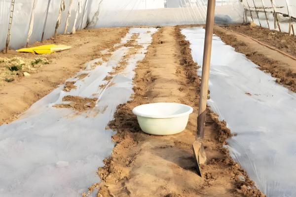 长豆角的种植方法,可以穴播也可以撒播