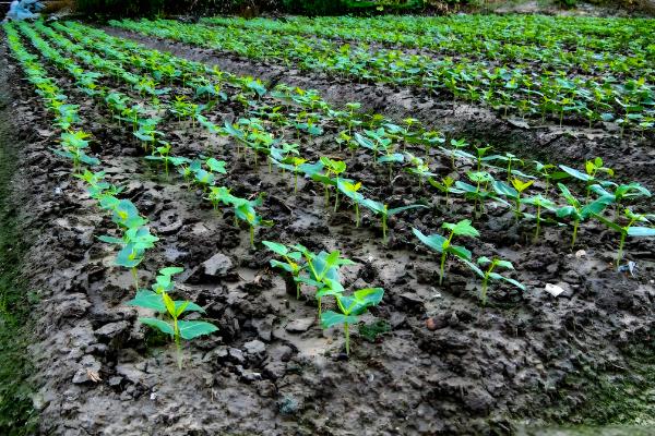 长豆角的种植方法,可以穴播也可以撒播