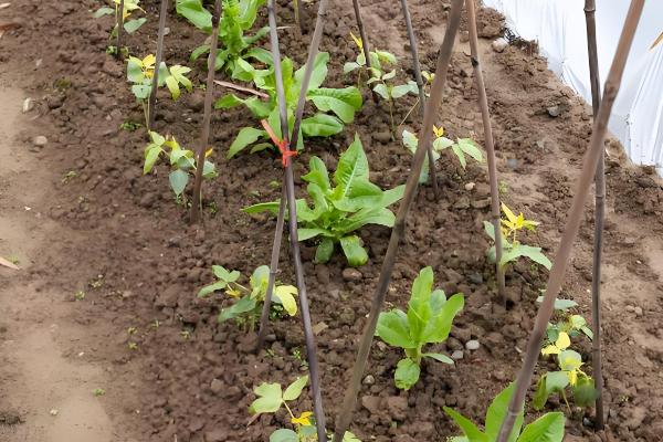 长豆角的种植方法,可以穴播也可以撒播