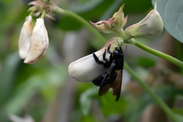 长豆角的种植方法,可以穴播也可以撒播