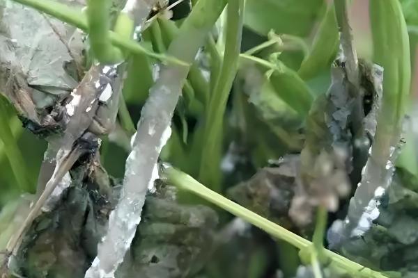 长豆角的种植方法,可以穴播也可以撒播