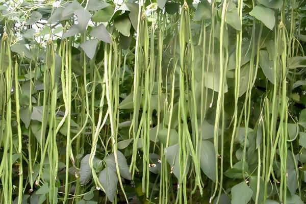 长豆角的种植方法,可以穴播也可以撒播