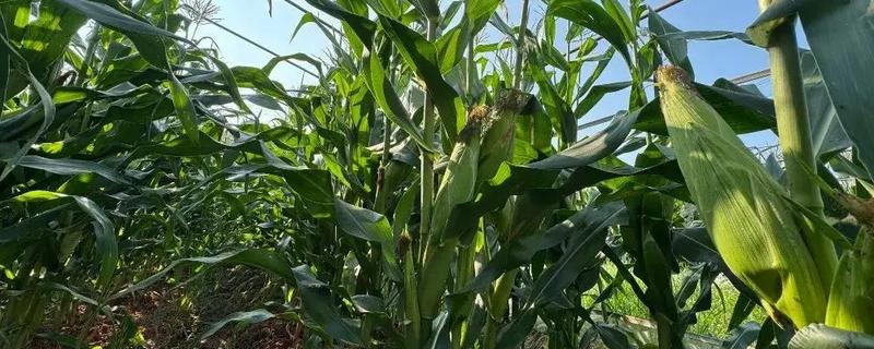 春天露地糯玉米怎么种植，每穴播入2粒种子