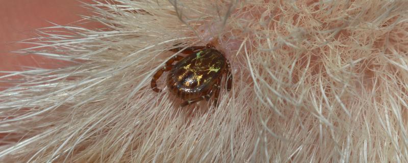 如何判断狗狗被蜱虫咬了，只能检查皮肤表面