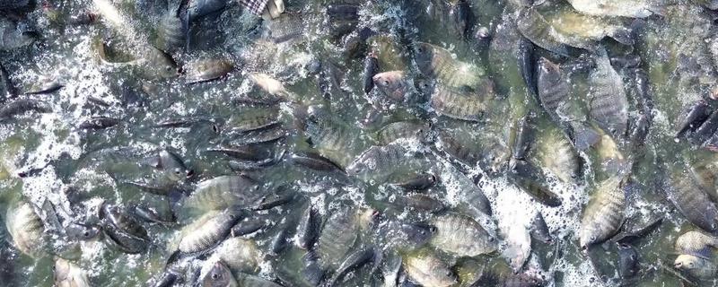 养殖罗非鱼需要什么温度，生长适温28-32℃