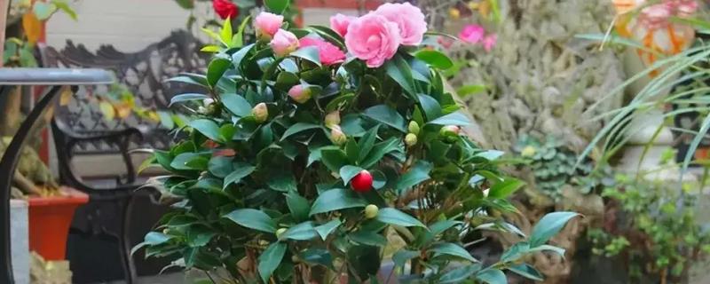 茶花掉叶子的原因，可能是浇水过量所致