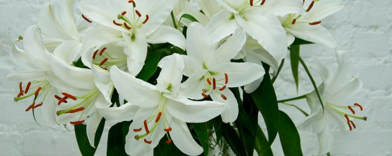 百合插花的留叶数量，上部保留12片较合适