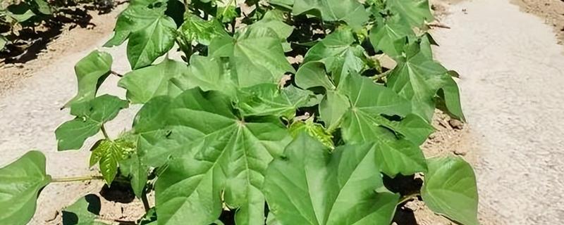 防治棉花常见病虫害的方法，发生枯萎病可用多菌灵灌根