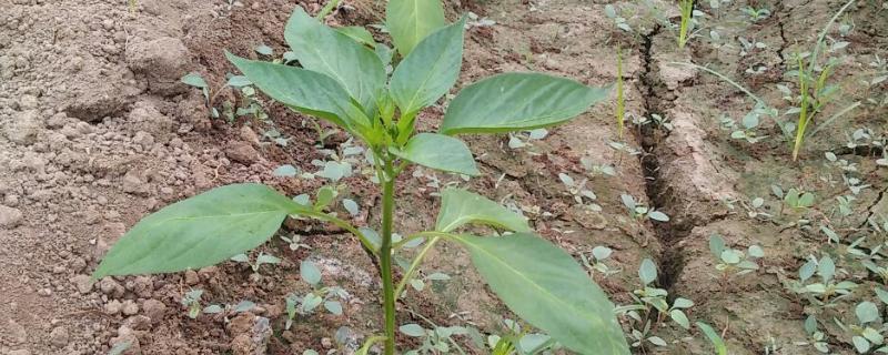 辣椒缓苗期要喷施叶面肥吗，喷施后可以缩短缓苗期