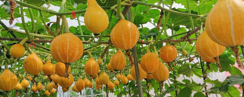 哪些特色农业项目可以致富，特色种植业、休闲养殖业等项目值得考虑