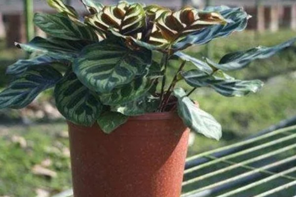 孔雀竹芋有毒吗,孔雀竹芋没有毒