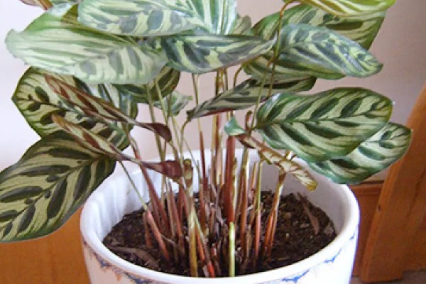 孔雀竹芋有毒吗,孔雀竹芋没有毒