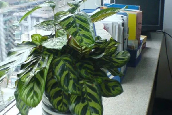 孔雀竹芋有毒吗,孔雀竹芋没有毒