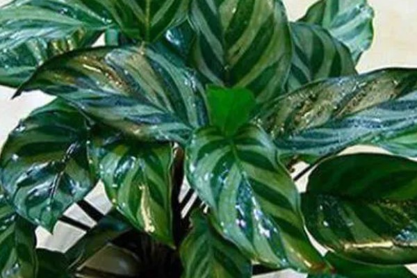 孔雀竹芋有毒吗,孔雀竹芋没有毒