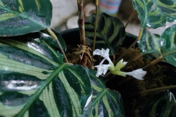 孔雀竹芋有毒吗,孔雀竹芋没有毒