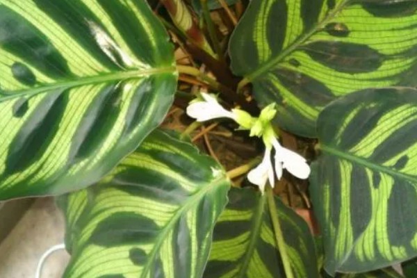 孔雀竹芋有毒吗,孔雀竹芋没有毒