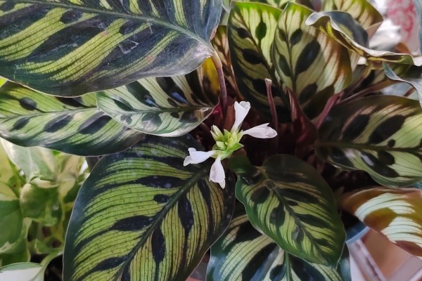 孔雀竹芋有毒吗,孔雀竹芋没有毒