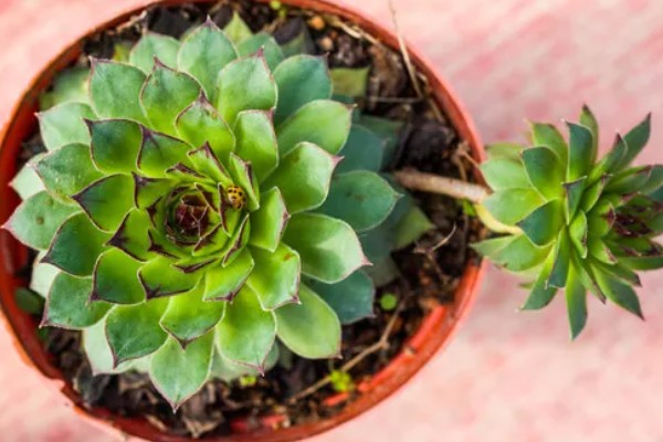 观音莲有没有毒,有部分品种是有毒的