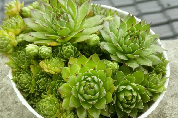 观音莲有没有毒,有部分品种是有毒的