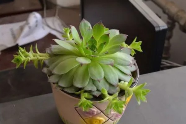 观音莲有没有毒,有部分品种是有毒的