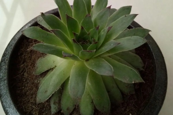 观音莲有没有毒,有部分品种是有毒的